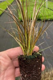 Carex buchananii 'Red Rooster' tray 45 (3)
